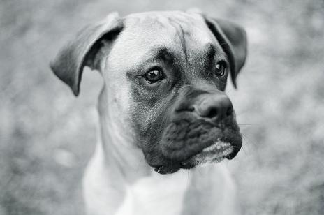 My Boy