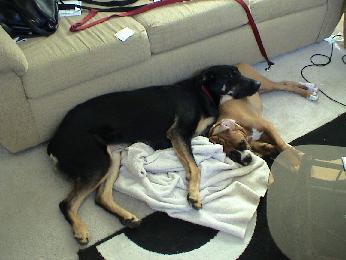 My boys after the Bash...