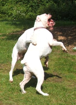 My boys playing rough...as usual!
