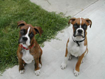 My Boys, Smith & Wesson