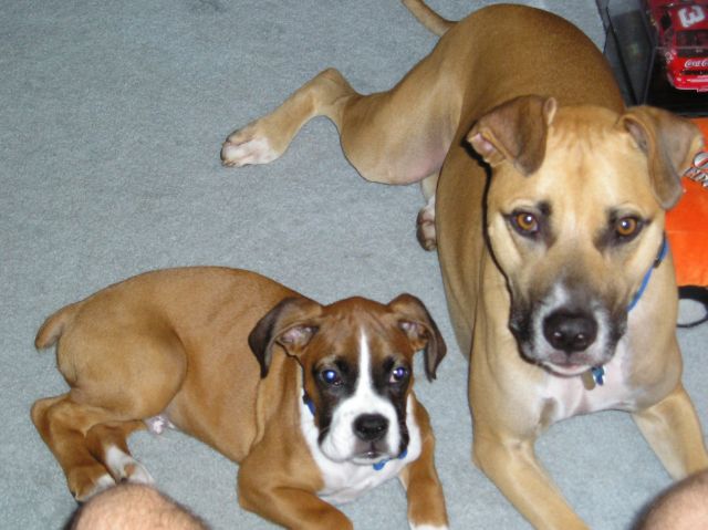 My Boys