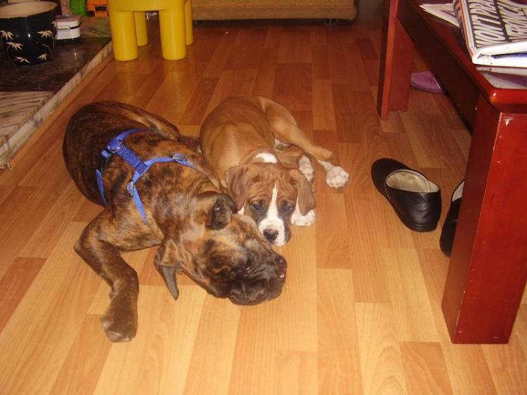 My boyz Jake 12wks, Sammy 6mths