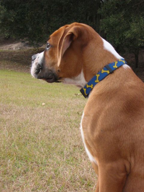 My chest is growing !!