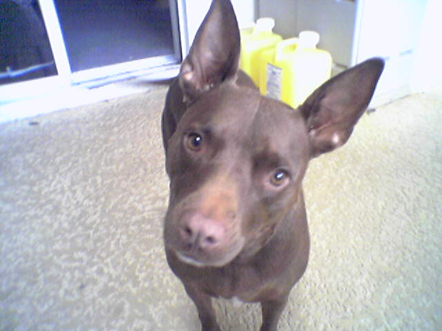 My Chocolate Love!