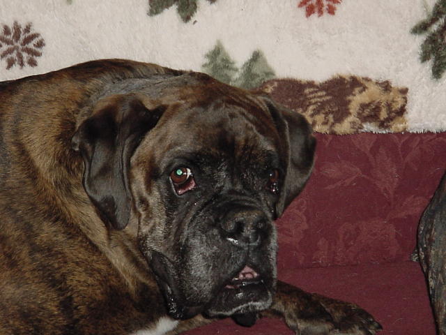 My Coop