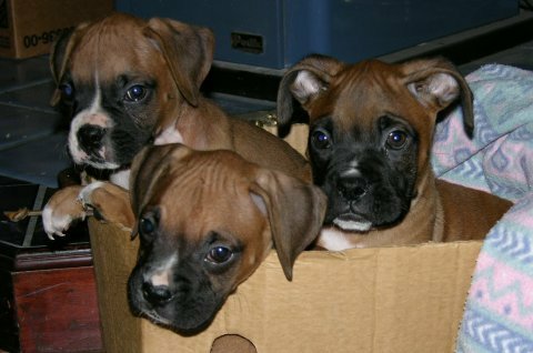 My Cooper on the right