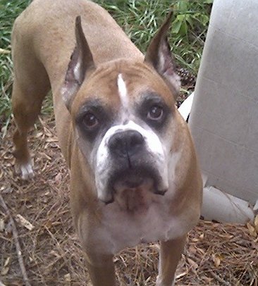 My Dexter!