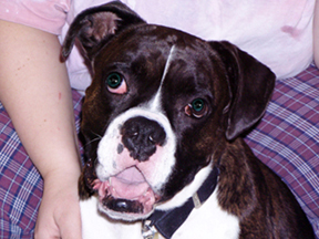 My Dog Reggie!