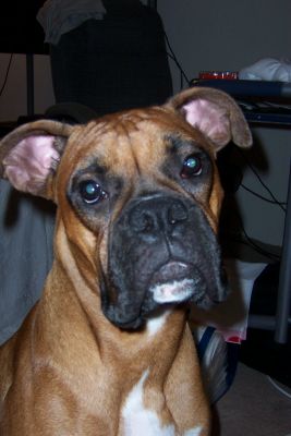My Dutch