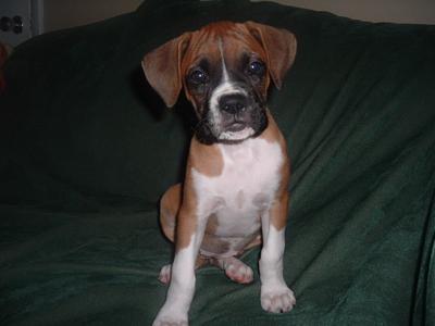My ears are still perfect!