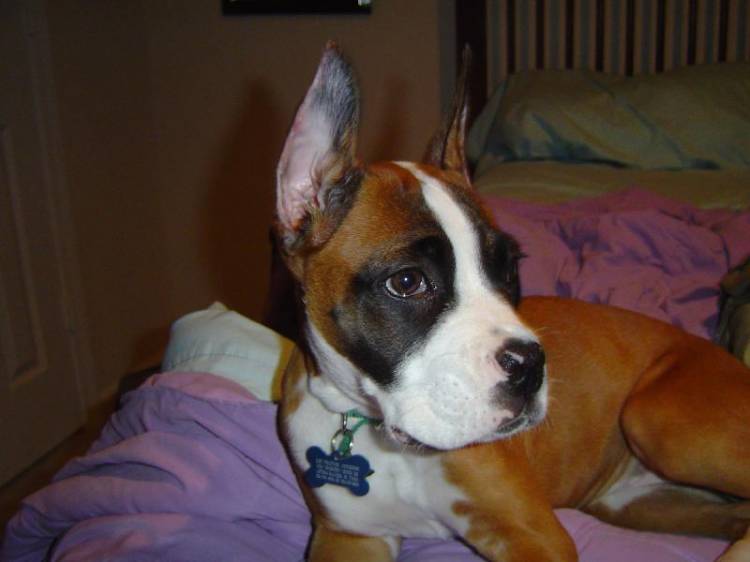 my ears stand!