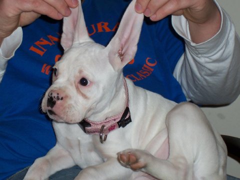 My ears!