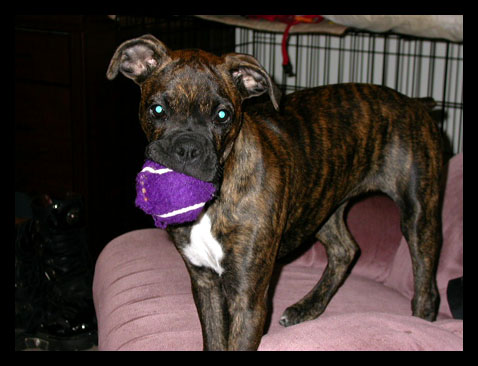 my favorite ball