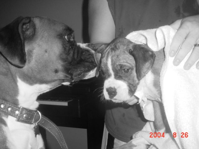 my favorite picture of brutus and riley