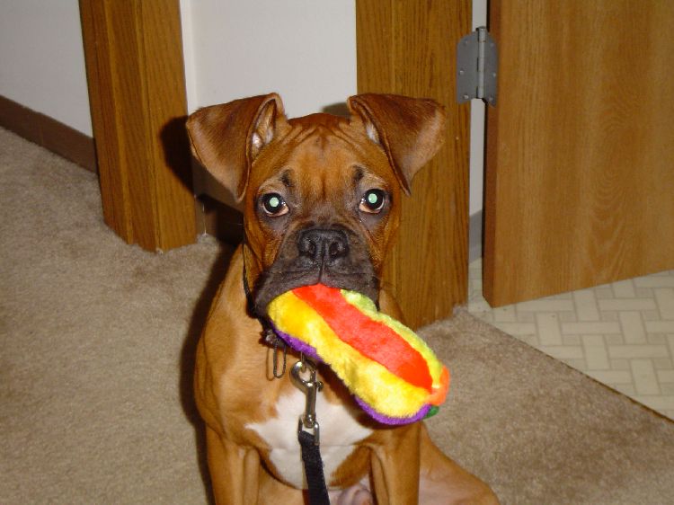 My favorite toy