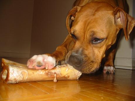 my first bone...MMMmmm, slurp slurp, lick, lick!!