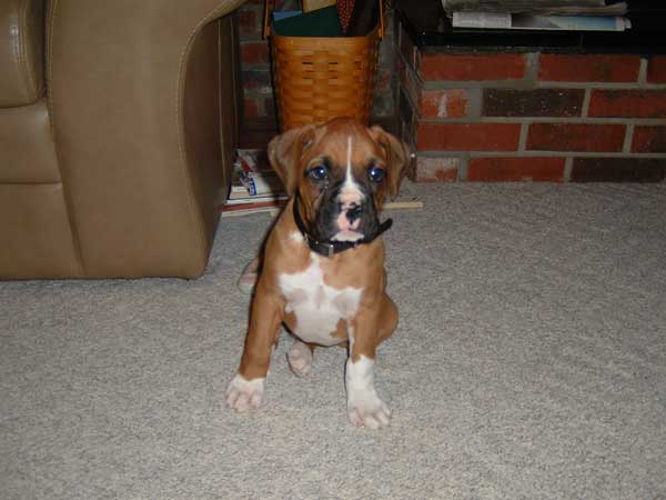 My first Boxer named Bo
