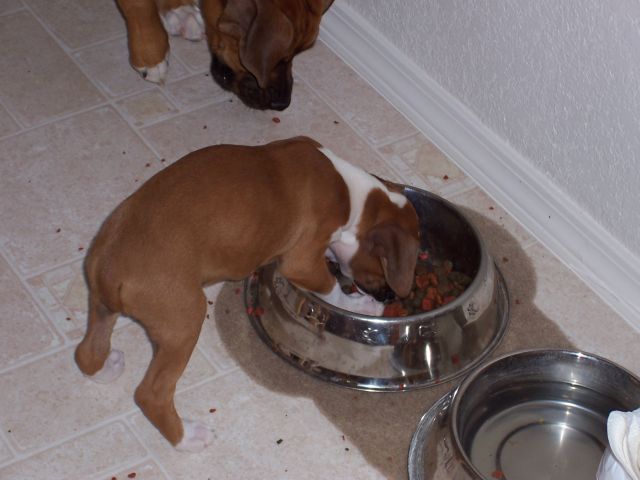 My first meal