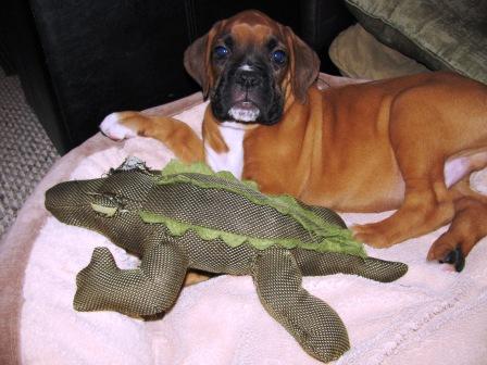 My first night with my new family and I slept with a gator!