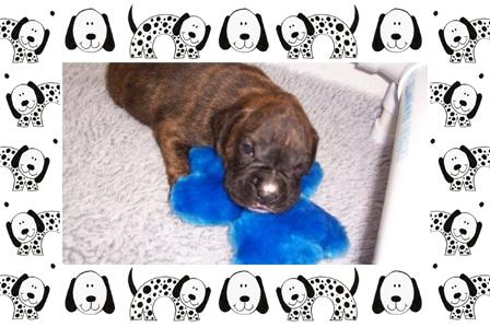My First teddy bear
