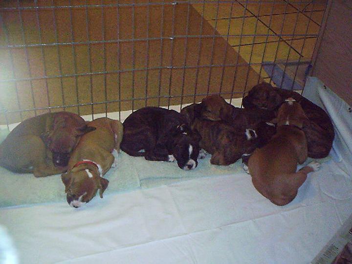 My Foster Puppies