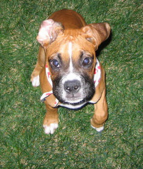 My Friend Dizzy
