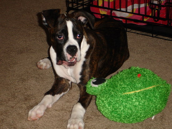 My Frog