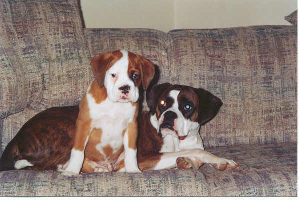 My fur babies