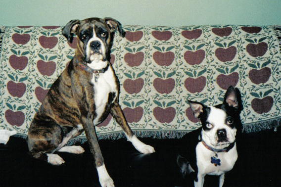 My Furbabies
