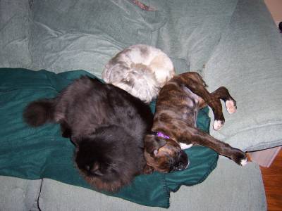 My Furbabies