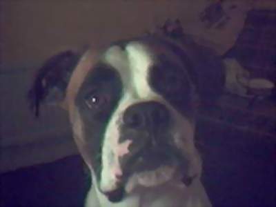My Furbaby
