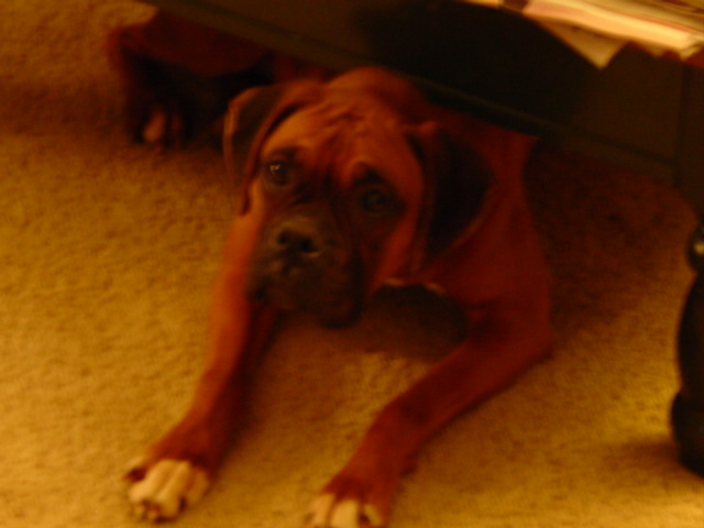 My Girl Chloe, with a new family now