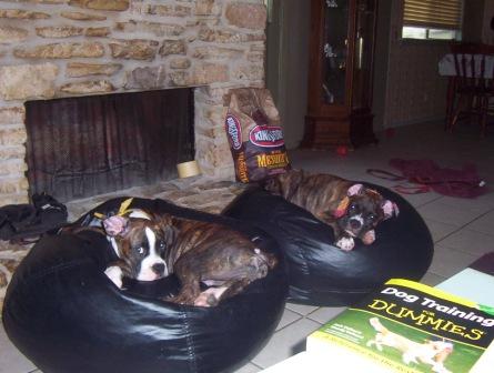 My girls in there beanbags!