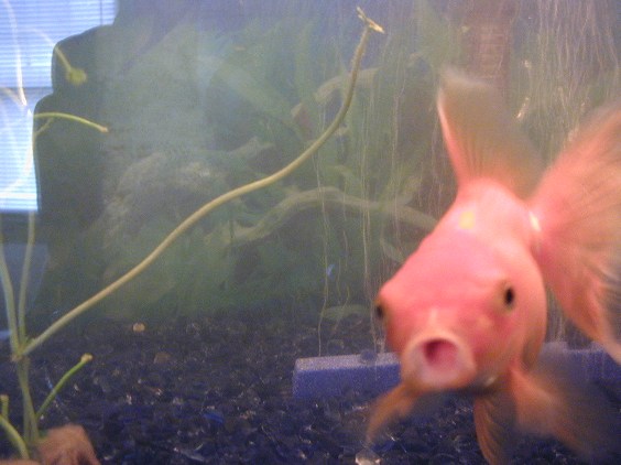 My goldfish Frenchy