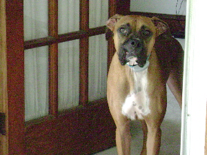 My Goofy Boy