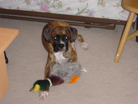 My goose