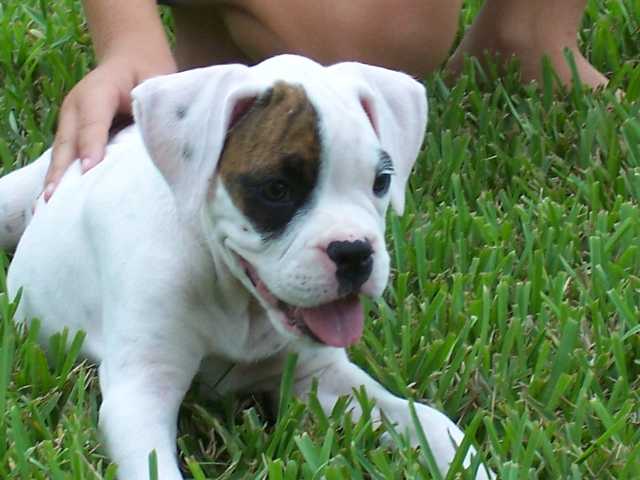 My Gracie Girl