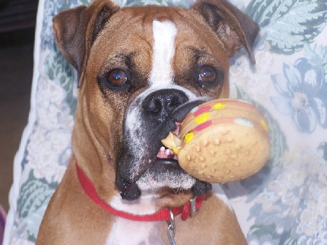 My Hamburger