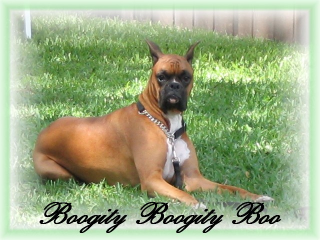 My Handsome Boo