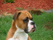 My handsome boy, Rocco.