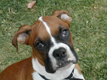 My Handsome Boy, Wesson
