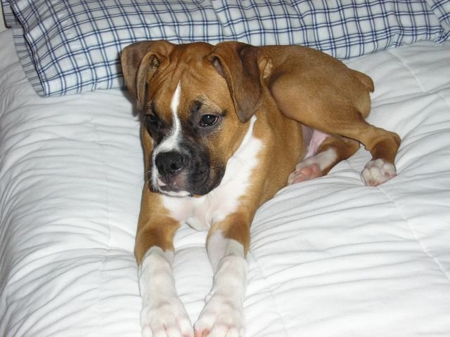 My handsome boy