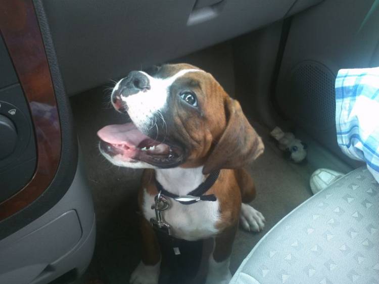 My Handsome Boy