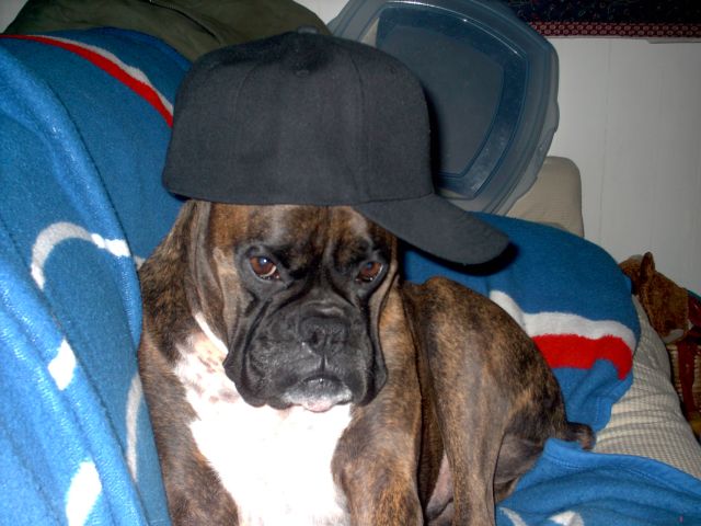 My Harley