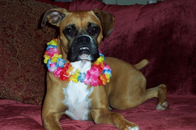 My Hawaiin Girl