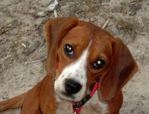 my hubbies little beagle rescue