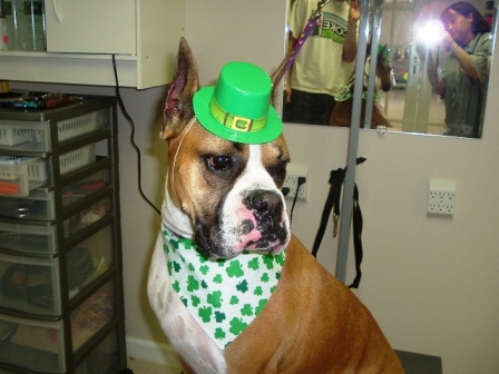 My Irish Jaimee