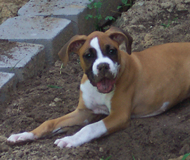 My landscaping helper