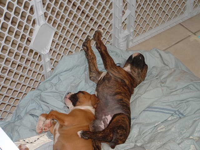 My legs are falling asleep