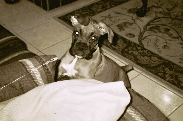 My Leila